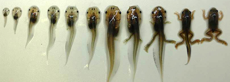 Stages of Xenopus laevis metamorphosis